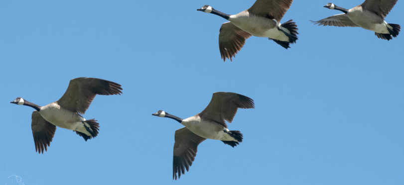 Canada Geese