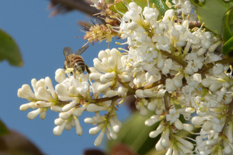 Backyard Honeybees